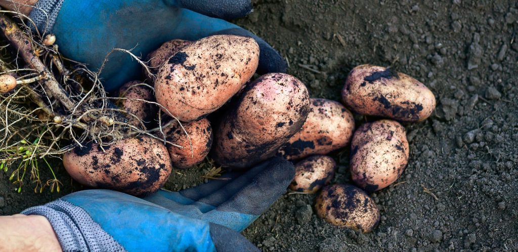 Clod and Tuber Detection